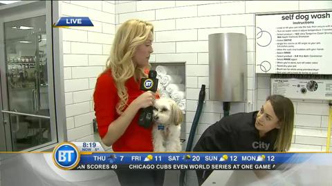 petsmart wash your own dog