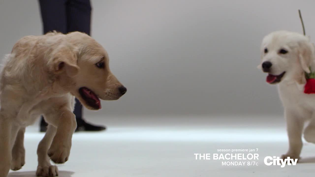 Watch The Bachelor Online See New Tv Episodes Free Citytv Episodes