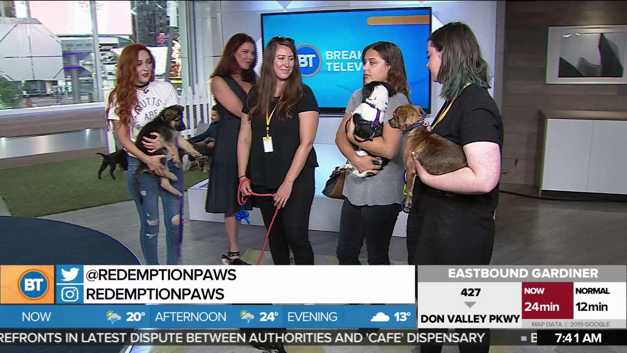 Adopt A Puppy From Redemption Paws