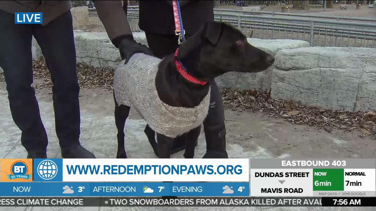 Frank Live With Redemption Paws 5 Of 6