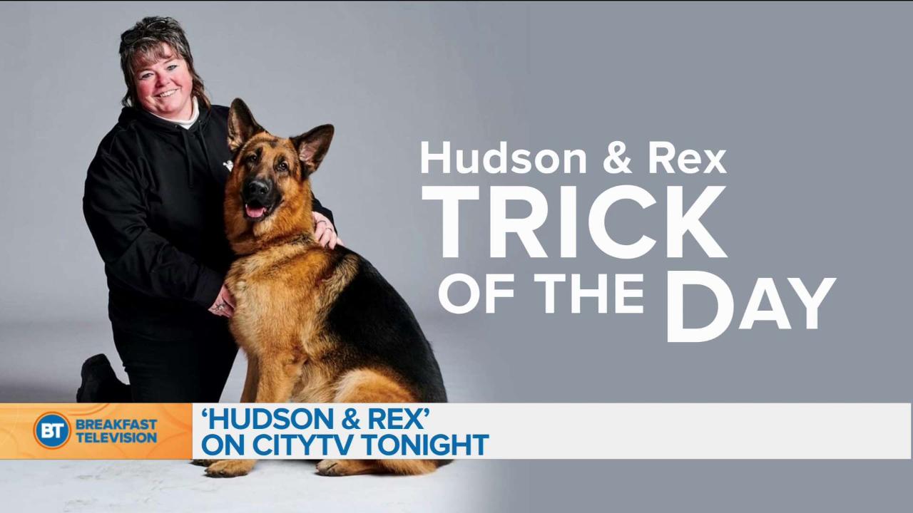 Hudson & Rex - Citytv  Watch Full TV Episodes Online & See TV