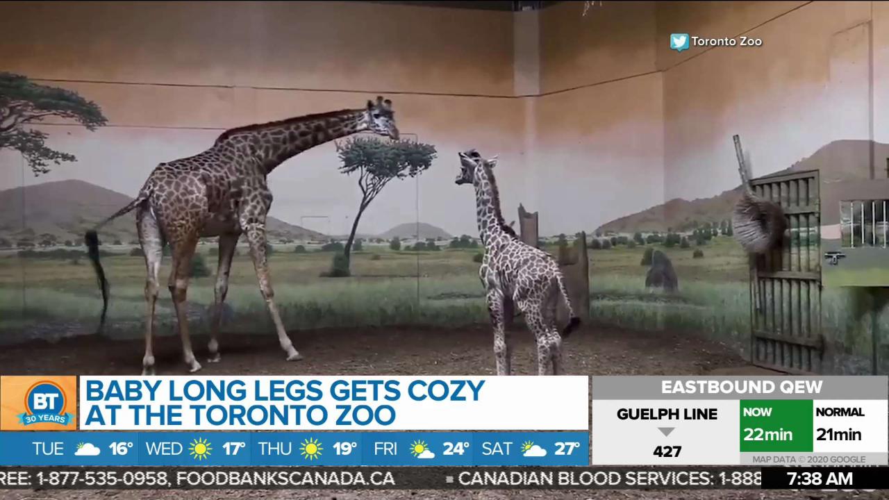 Bt Bright Spot Baby Long Legs Getting Cozy At Toronto Zoo